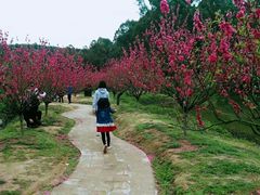 -南国桃园旅游度假区