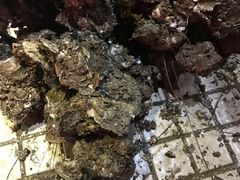 -濠轩阁特色生蚝火锅(水湾路店)