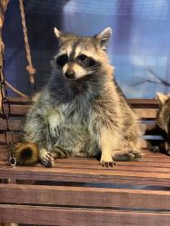 -酷嗒动物文化乐园(cutezoo西溪乐天城店)