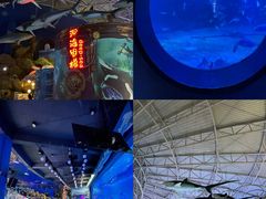 -烟台海昌鲸鲨海洋公园