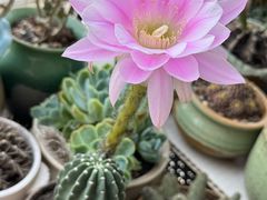 -中环花鸟鱼虫市场