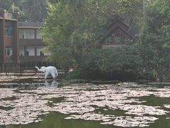 -野象谷景区