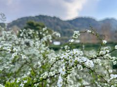 -中国茶叶博物馆(双峰馆区)