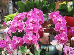 -秦美花卉(天朗·莱茵小城2期店)