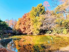 -上海共青森林公园