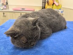 -凯特喵百思猫专科医院