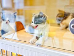 -柚子猫舍·精品猫舍购猫·猫咪认养·购宠·宠物店