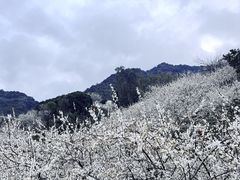 -广州市流溪河国家森林公园