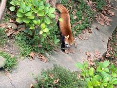 -都江堰中华大熊猫苑