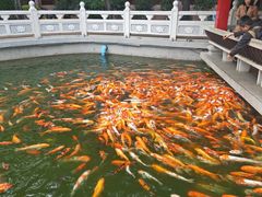 -广东圆玄道观