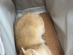 -达爱动物医院·犬猫分区·CT·复杂眼科(远洋山水分院)