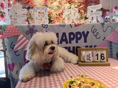 -百好乐宠物友好餐厅(朝外大街店)