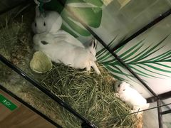 -藦茜花园宠物主题亲子互动体验馆(国顺东路店)