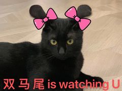 -康成宠物医院24H·CT·核磁共振