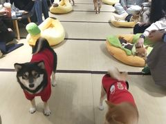 -逗柴咖啡屋·狗咖猫咖宠物桌游