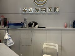 -关爱宠物医院·猫科中心·消化科(滨湖万达分院)