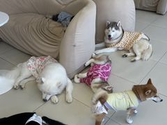 -怪兽屋·羊驼·猫咖·狗咖(俊华广场店)