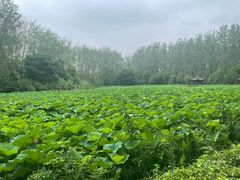 -合肥滨湖国家森林公园
