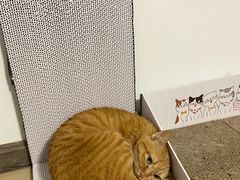 -Bastet sally猫舍购宠(静安店)