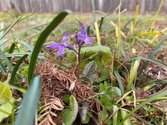 -黄海国家森林公园