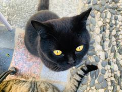 -喵屿·大理花园猫咖