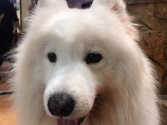 -more than meow吴止猫主题餐厅(承德 中船汇店)