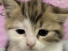 -心仪动物医院·牙专科·肿瘤·心脏科(西客站院)