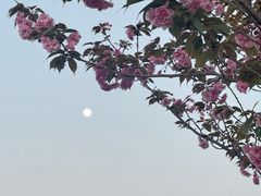 -空港花田景区