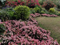 -东莞植物园