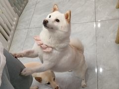 -柴犬小屋·柴餐厅·狗咖食堂(金鼎广场店)