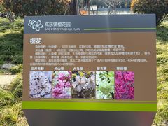 -高东镇樱花园