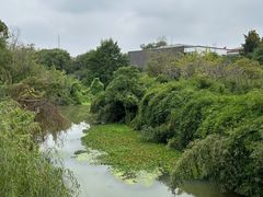-八大山人梅湖景区