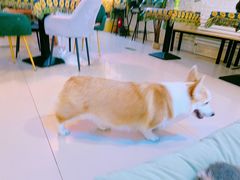 -平行世界·猫咖(首经贸店)