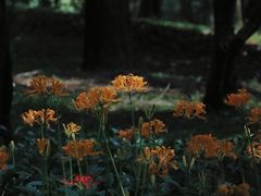 -杭州植物园