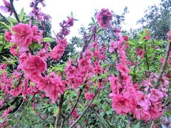 景点-南国桃园旅游度假区