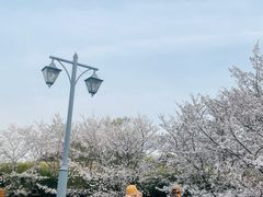-顾村公园