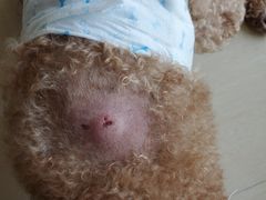 -圣宠动物医院·犬猫专科·影像中心·外科中心