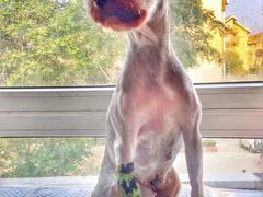 -邢大夫动物医院