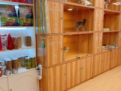 -猫十亿·布偶金渐层·曼基康矮脚猫舍(青年路店)