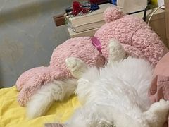 -萌兽医馆·眼科·异宠专科(三里屯店)