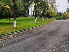 -铁山坪森林公园