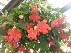 -墨尔本皇家植物园
