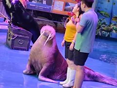 -烟台海昌鲸鲨海洋公园