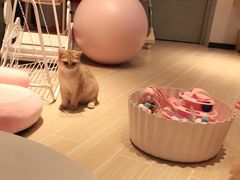 -momokira米努特·德文卷毛猫·棉花面纱犬