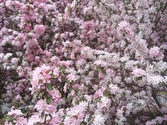 -长白岛森林公园