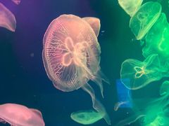 -成都浩海立方海洋公园