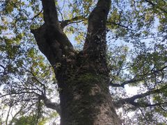 -上海佘山国家森林公园天马山园