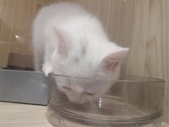 -屋虎猫馆(宝安大仟里店)