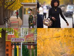 -三里屯东五街银杏大道