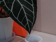 -Dogi&kiki Coffee(中心商务大厦店)